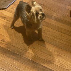 All Fur Pet Grooming - Sophie hair cut