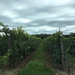 Vignoble Les Pervenches - Chardonnay grapes growing