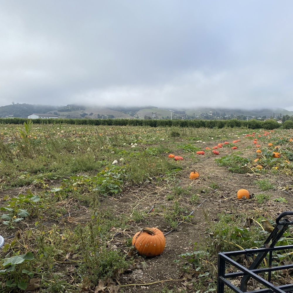 Part of the pumpkin patch