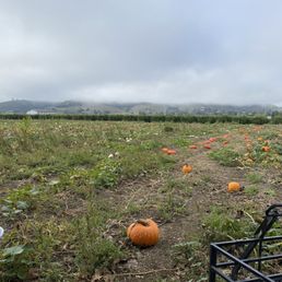 Part of the pumpkin patch