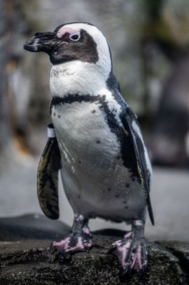 Monterey Bay Aquarium by null