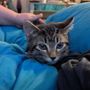 Photo of Espanola Valley Humane Society