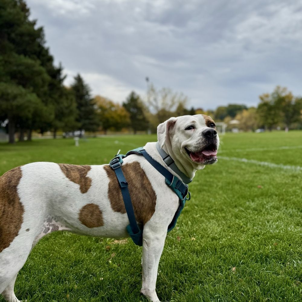 Anderson Park - My girl Curry - Parks Near Me - Wheat Ridge, Colorado