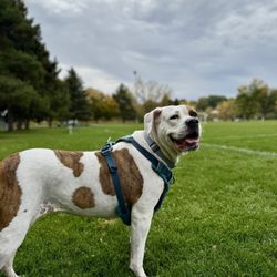 Anderson Park - My girl Curry
