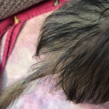 Puppy Town - This is not the same dog! - Pet Breeders Near Me Puppy Town - This is not the same dog! - Pet Breeders Near Me