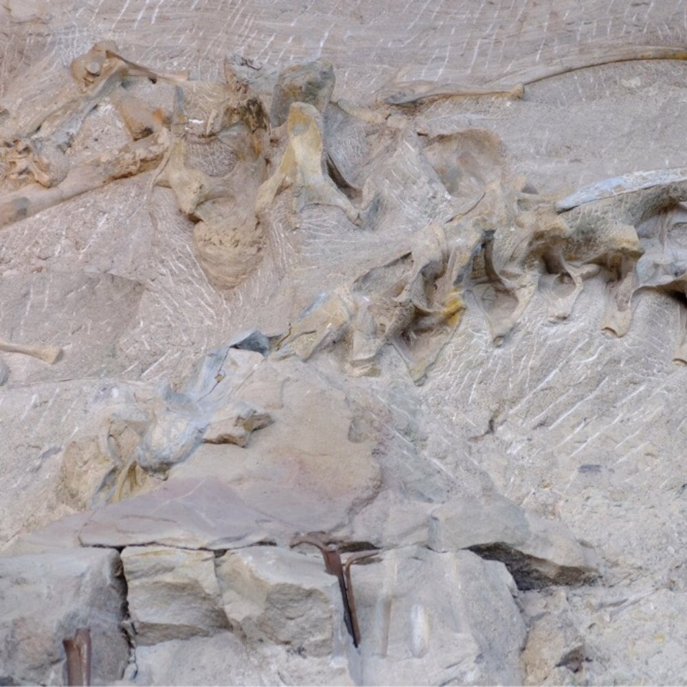 Dinosaur National Monument - Real dinosaur fossils - Museums Near Me - Dinosaur, Colorado