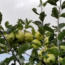 Willow View Farms - Gingergold