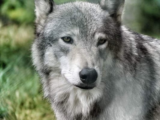 Wolf Mountain Nature Center by null