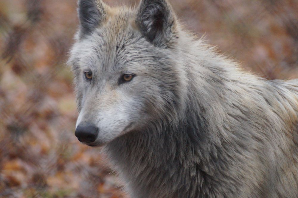 Social spots from Wildlife Prairie Park