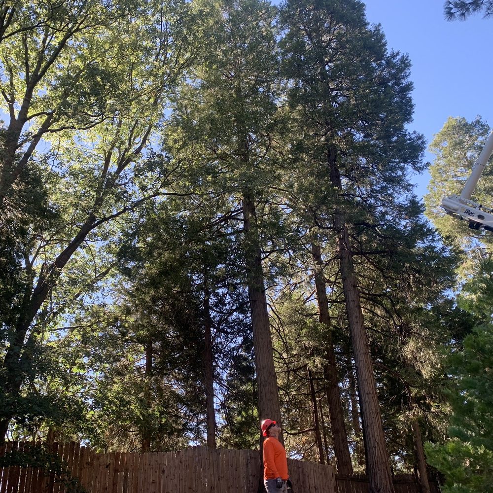 Mason's Treescape - Dead limb trees being cut - Tree Services Near Me - Hesperia, California