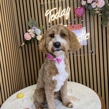 Pawtastic - Pet Groomers Near Me - Tustin, California