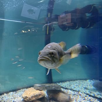 Appalachian Rivers Aquarium - Bass - Aquariums Near Me - Bryson City, North Carolina
