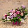 Photo of Sun Prairie Flowers By Hen and Chick