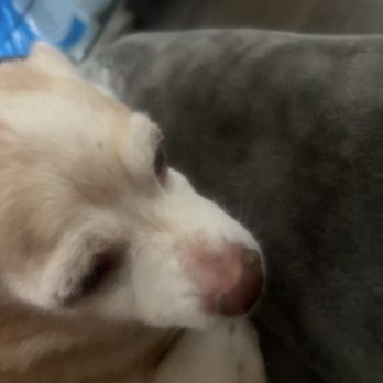 St. Louis Veterinary Clinic - Oscar at 16 years old and 4 months - Veterinarians Near Me - Oakland, California St. Louis Veterinary Clinic - Oscar at 16 years old and 4 months - Veterinarians Near Me - Oakland, California
