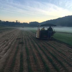 Early Morning cutting in Fescue fields