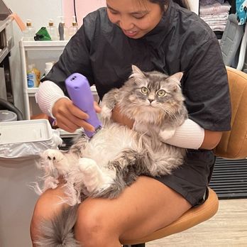 Heather'S Finest Dog And Cat Grooming: Pamper Your Pets