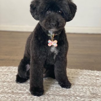 Dogue Spa - Cutest haircut ever! Thank you Jaye!! - Pet Groomers Near Me - West Hollywood, California Dogue Spa - Cutest haircut ever! Thank you Jaye!! - Pet Groomers Near Me - West Hollywood, California