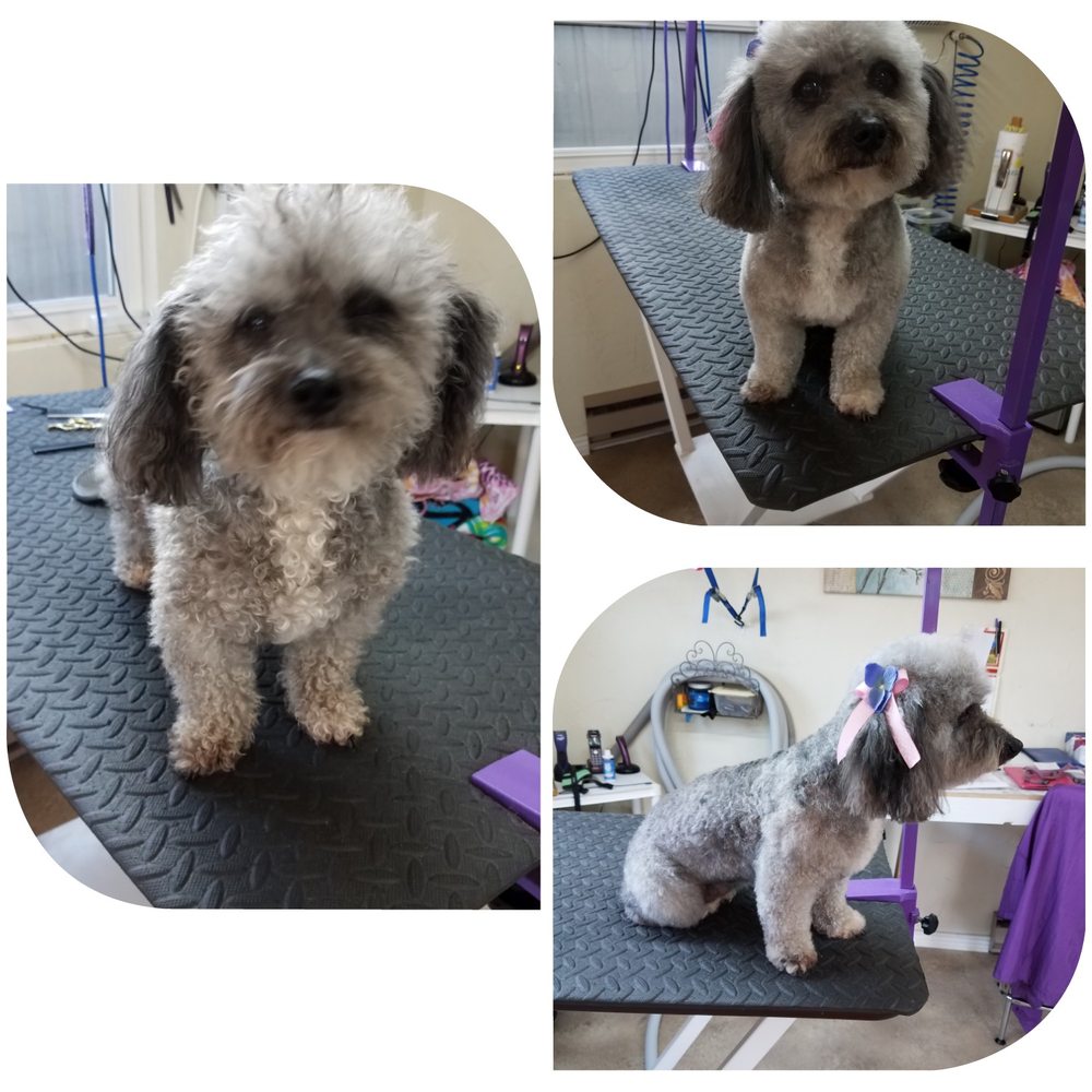 PUPPY LOVE GROOMING Updated September 2024 9627 3200 Rd, Hotchkiss