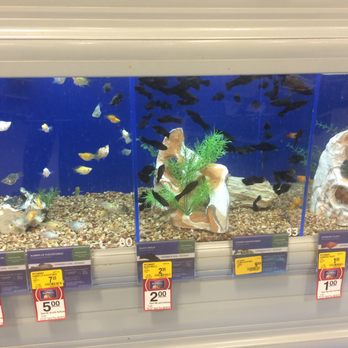 PetSmart Grooming - Great fish. - Pet Stores Near Me - Chesapeake, Virginia PetSmart Grooming - Great fish. - Pet Stores Near Me - Chesapeake, Virginia