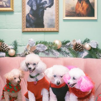 Le Pawsh - Tink, Chipper, Jack and Mia, the toy poodle family. - Pet Groomers Near Me - Fremont, California Le Pawsh - Tink, Chipper, Jack and Mia, the toy poodle family. - Pet Groomers Near Me - Fremont, California