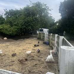 Vicki's Veggies - Ducks and geese!