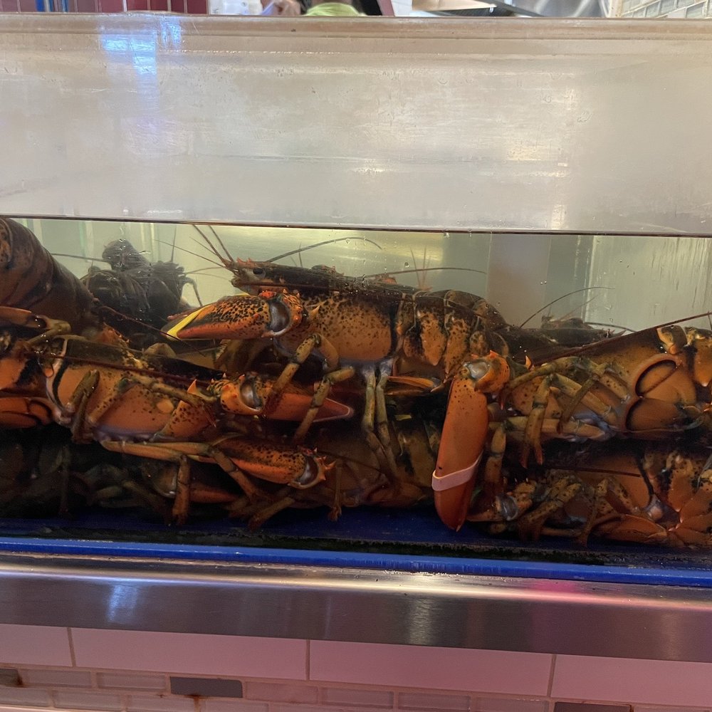 Geddy's - Lobster tank by the kitchen - Seafood Near Me - Bar Harbor, Maine Geddy's - Lobster tank by the kitchen - Seafood Near Me - Bar Harbor, Maine