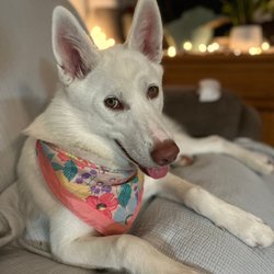 Wagon Train Feed and Pet - Siberian Husky
