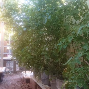 Supplycrew - Dutch buckets Tomatoes - Hydroponics Near Me - Mesa, Arizona