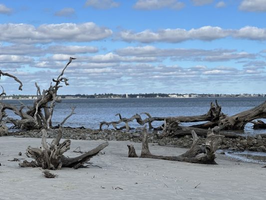 Driftwood Beach by null