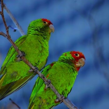 Ferry Park - The Parrots - Parks Near Me - San Francisco, California Ferry Park - The Parrots - Parks Near Me - San Francisco, California