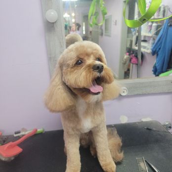 Mutt Puddle McKinney - This is the after beauty - Pet Groomers Near Me - McKinney, Texas Mutt Puddle McKinney - This is the after beauty - Pet Groomers Near Me - McKinney, Texas