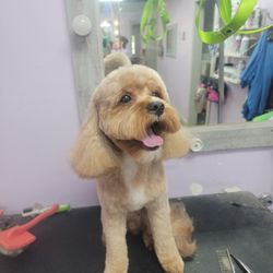 Mutt Puddle McKinney - This is the after beauty