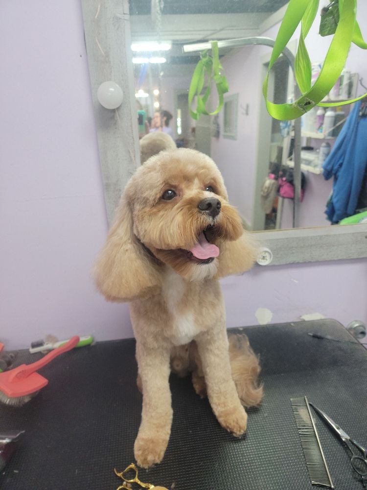 MUTT PUDDLE MCKINNEY Updated June 2024 3180 Eldorado Pkwy, McKinney