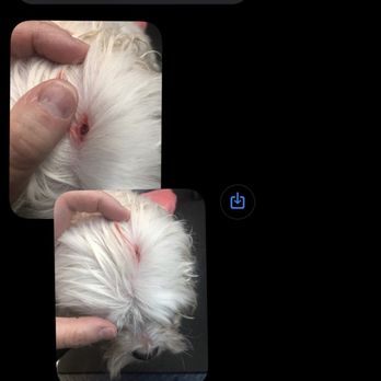 Hounds Tooth Grooming, Boarding & Doggy Day Care - Dogs wound - Pet Sitting Near Me - Lebanon, Tennessee Hounds Tooth Grooming, Boarding & Doggy Day Care - Dogs wound - Pet Sitting Near Me - Lebanon, Tennessee