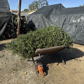 Olympic Christmas Trees - Christmas tree - Christmas Trees Near Me - Rancho Cucamonga, California