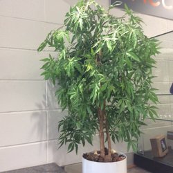 Mind-Full - The Plant