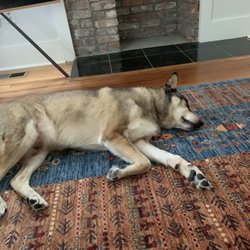 Rug Masters - Rug!