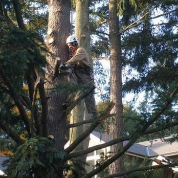 Erik Nye the Tree Guy - Photo by Danielle Coverdale - Tree Services Near Me - Seattle, Washington