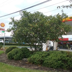 Shell