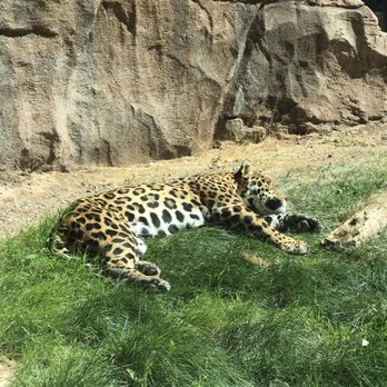 Bearizona - Gorgeous Jaguar! There was a black one too but he wasn't as photogenic. - Zoos Near Me - Williams, Arizona