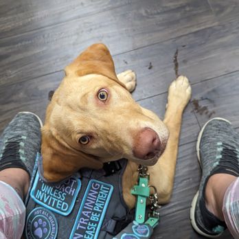 Temecula Best Friend Dog Training - My girl Alli - in a tuck under at the doctors office. - Pet Training Near Me Temecula Best Friend Dog Training - My girl Alli - in a tuck under at the doctors office. - Pet Training Near Me