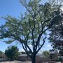 Photo of Baca's Trees