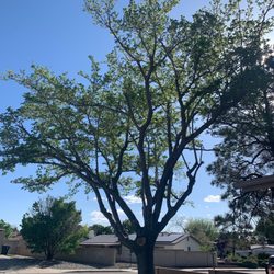 Baca's Trees - Fruitless Mulberry trimmed by Baca's Trees.