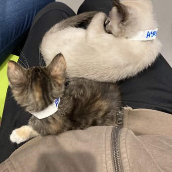 Wallis Annenberg PetSpace - Perfect lap kitties - Pet Adoption Near Me - Los Angeles, California Wallis Annenberg PetSpace - Perfect lap kitties - Pet Adoption Near Me - Los Angeles, California