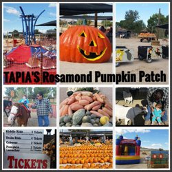 Tapia's Rosamond Pumpkin Patch