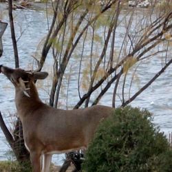 Lark Landing B&B - We have a constant parade of Nature's critters, as well as our own menagerie.