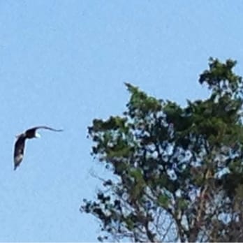Coastal Kayak - One of two bald eagles we saw - Tours Near Me - Fenwick Island, Delaware