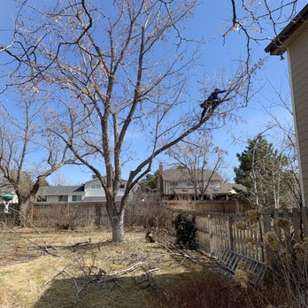 Dandy Tree Care - Tree Services Near Me