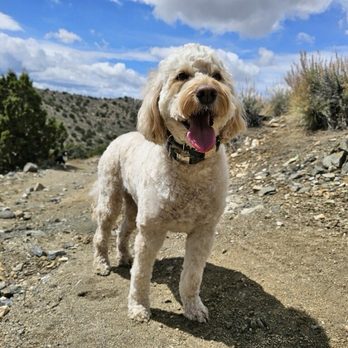 Bizi Bees Dog Spa - Pet Groomers Near Me - Reno, Nevada Bizi Bees Dog Spa - Pet Groomers Near Me - Reno, Nevada