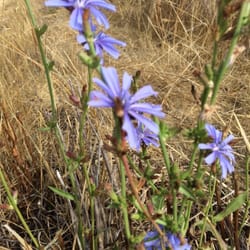 Southern Humboldt Community Park - Autumn flowers